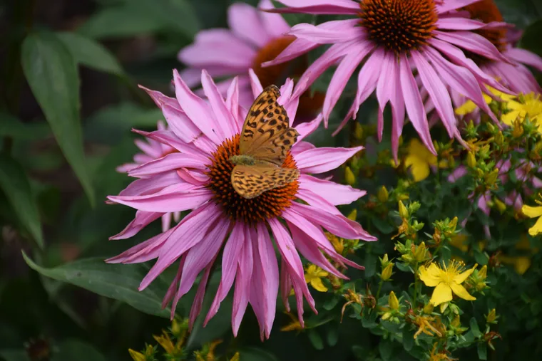 Schmetterling auf einer Blüte